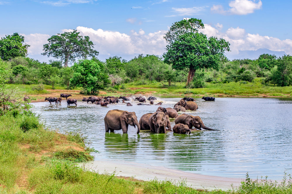 Elephants stand in the water at a Tea plantation in Sri Lanka.