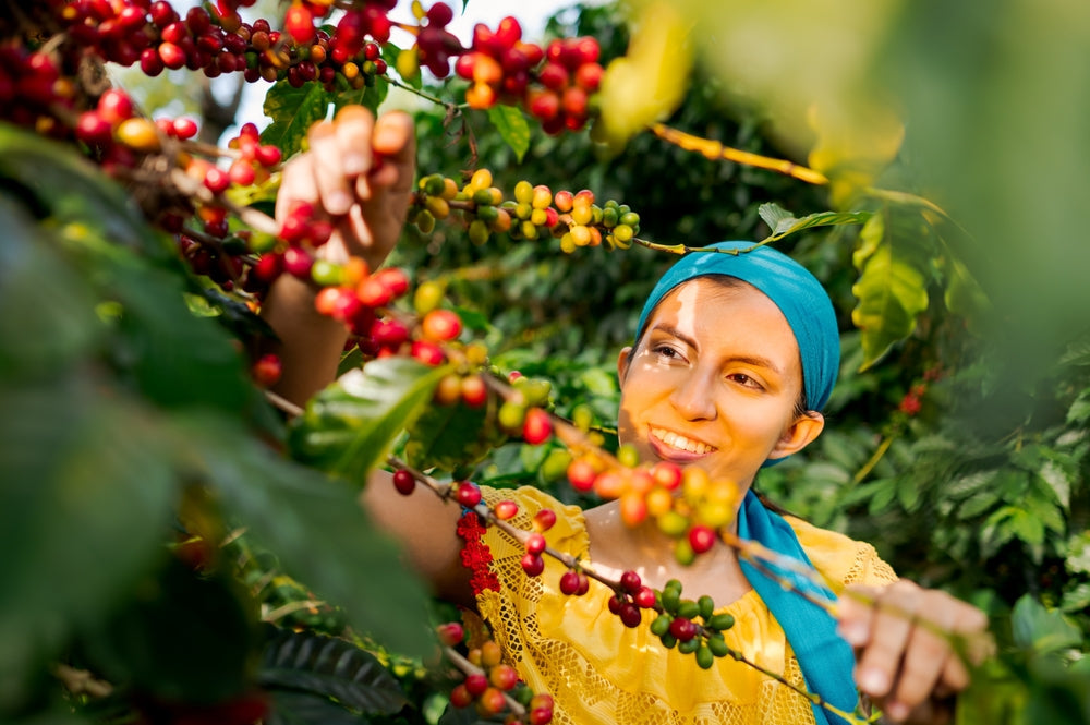 Guatemalan woman collecting coffee beans in a coffee field.