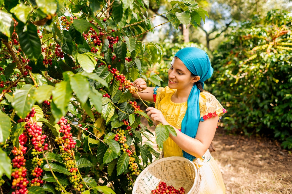 Guatemalan woman cuts specialty coffee beans from a coffee tree.