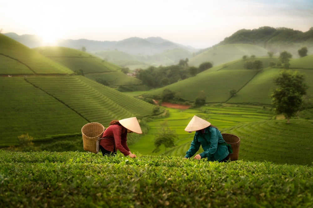 Two women in traditional dress pick tea leaves on a tea plantation. in Vietnam