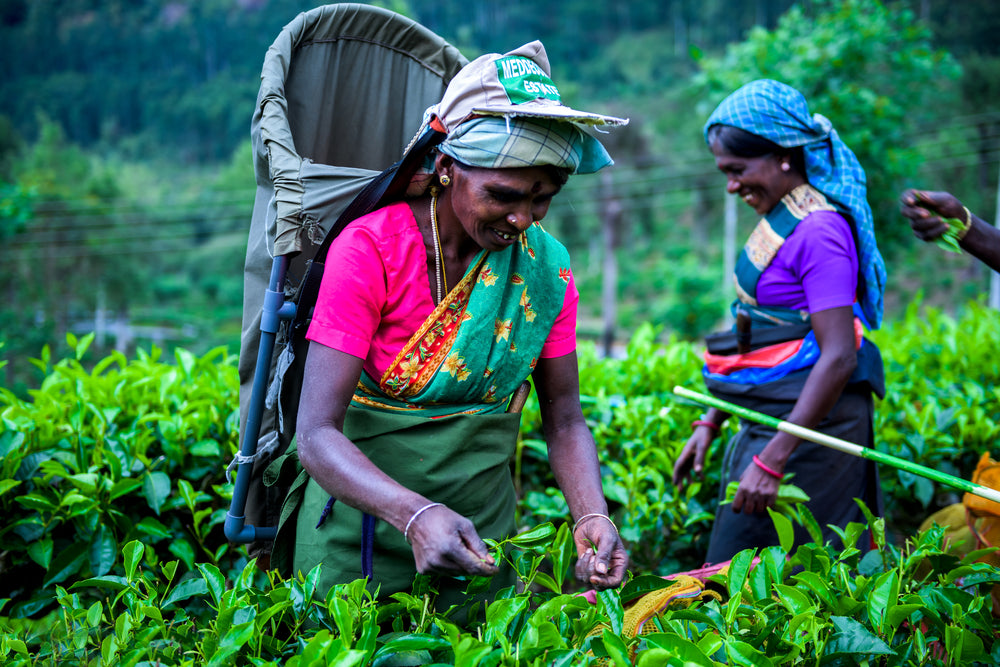 Two women tea laborers in bright colored dress pluck tea leaves in a Tea Garden Sri Lanka.