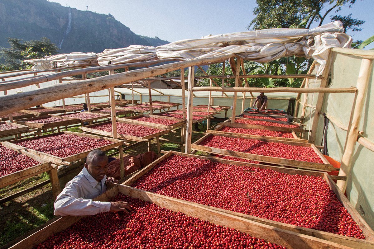 Uganda Coffee Red Cherries