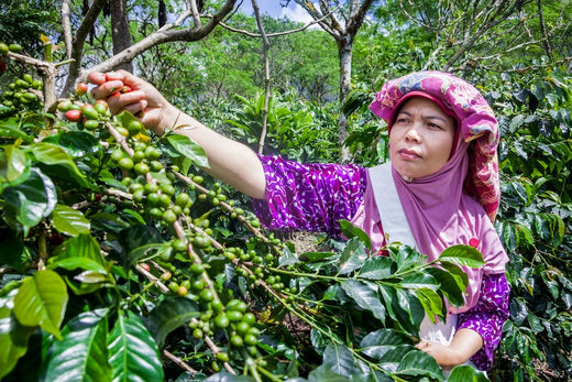 Woman coffee farmer in Dutch East Indies, Jakarta