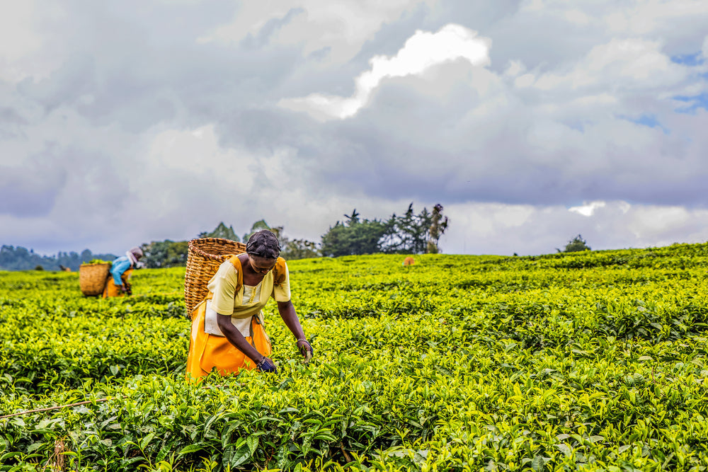 Woman with wicker basket on her back, hand picking tea leaves in Nandi Hills Kenya.
