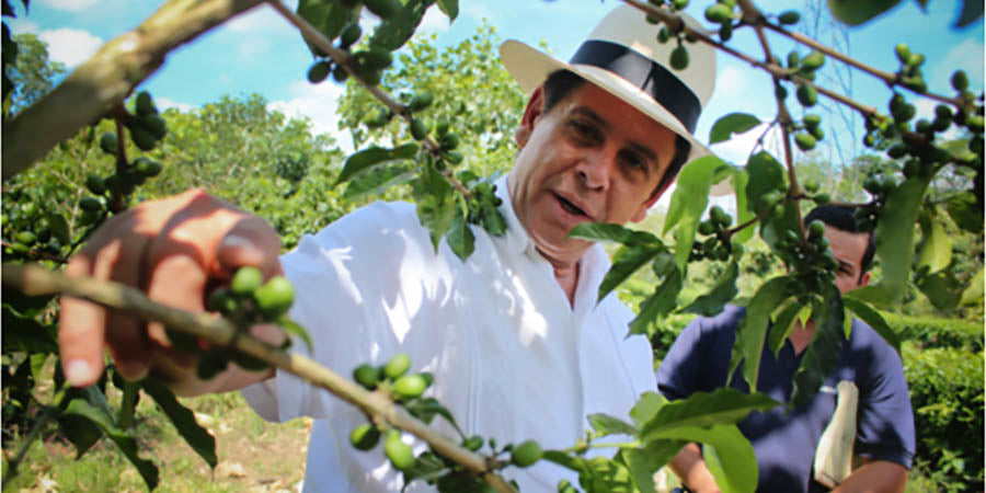 Scientist holds branch of a coffee tree in coffee farm.