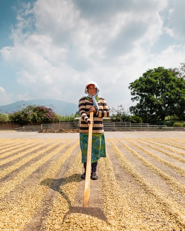 weaverscoffee.com El Salvador Coffee