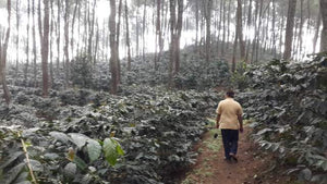 weaverscoffee.com Java Coffee Batavia