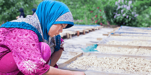 weaverscoffee.com Sumatra Coffee