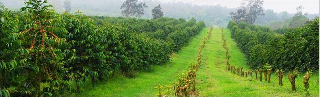 weaverscoffee.com Peaberry Reserve Coffee