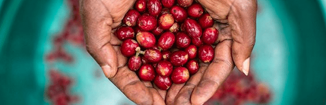 weaverscoffee.com Rwanda Coffee