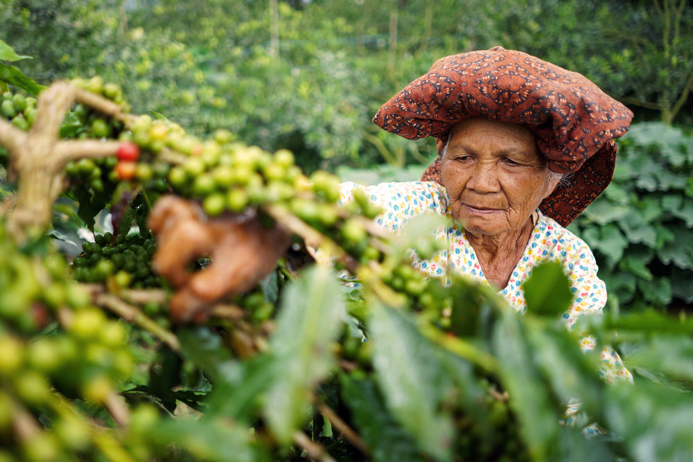 A female coffee farmer picking ripe coffee beans in her coffee garden in Tanah Karo, North Sumatra, Indonesia.