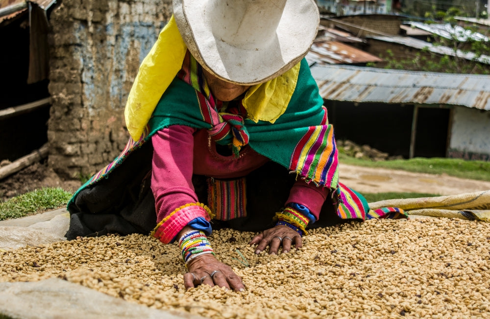 Andean woman from the Cañaris culture in Peru drying coffee beans.