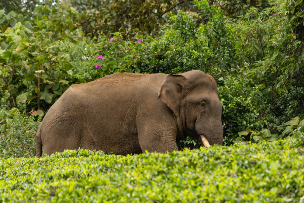 Asian elephant eating in a tea plantation in India.