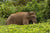 Asian elephant eating in a tea plantation in India.