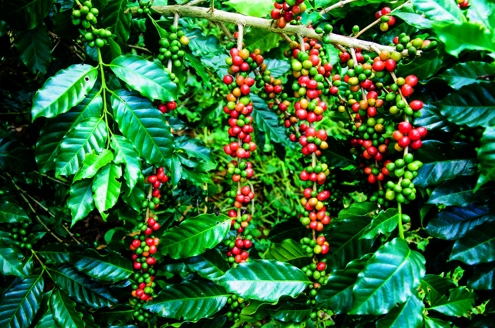 Coffee beans and red ripe coffee cherries on coffee tree.