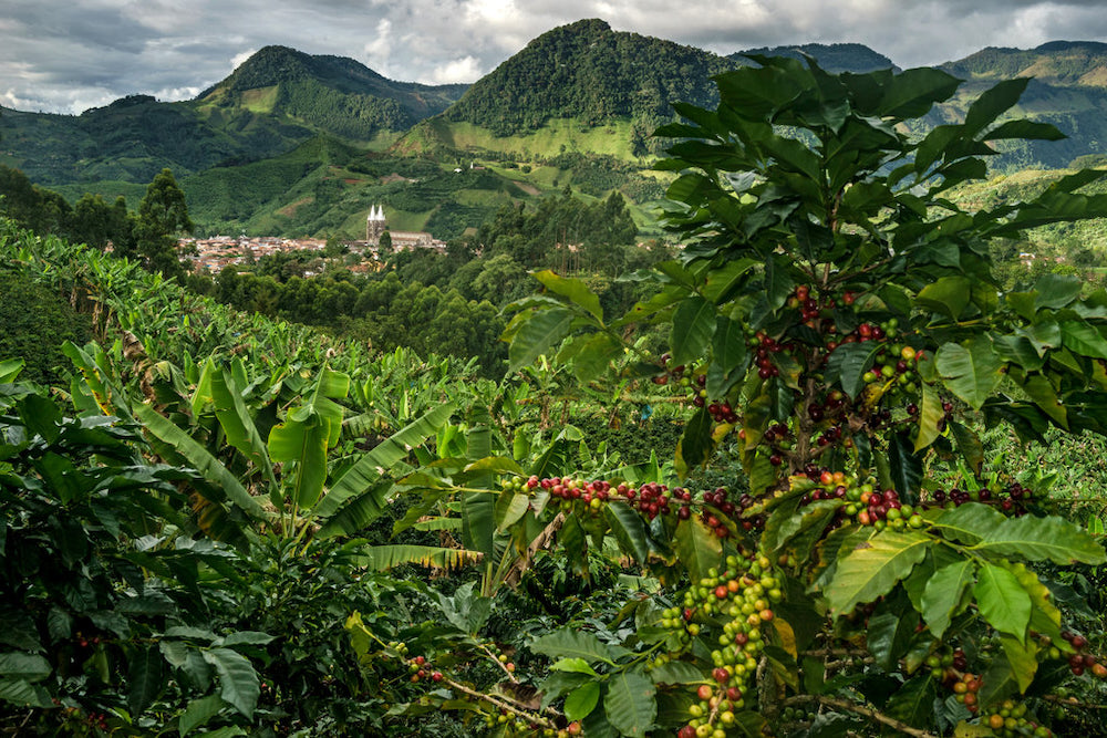 Colombian Coffee Farm