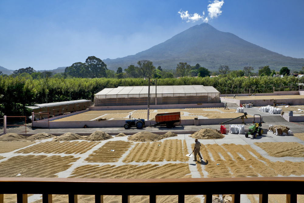 https://weaverscoffee.com/cdn/shop/articles/Drying_coffee_beans_in_the_sun_at_a_coffee_plantation_with_a_great_view_of_the_volcano_Agua_-_Antigua_Guatemala_Central_America_1000x.jpg?v=1696023092