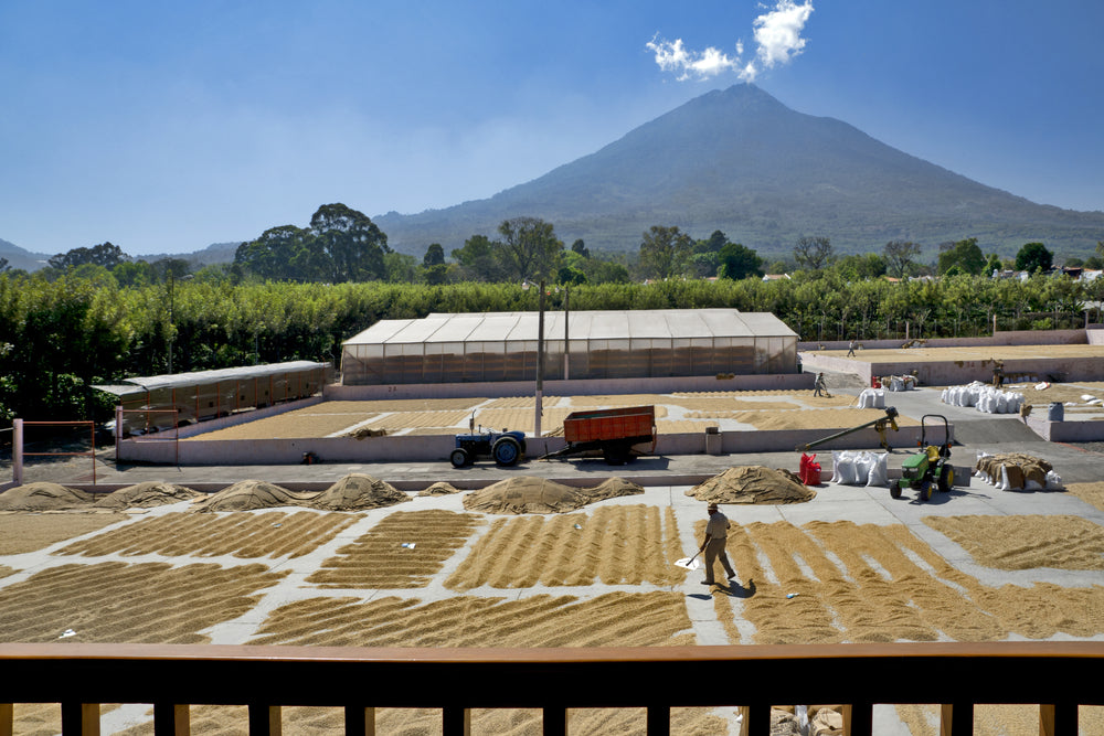 drying coffee beans in the sun at a coffee plantation with a great view of the volcano Agua - Antigua, Guatemala, Central America.