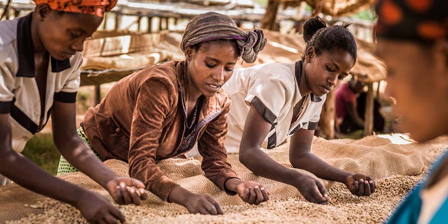 Four Girls Sorting Through Ethiopian Coffee Beans