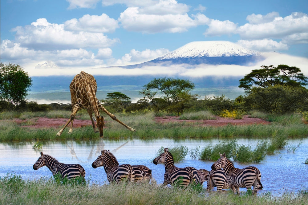 Giraffes and Mount Kilimanjaro in Amboseli National Park Kenya.