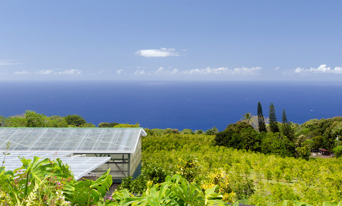 Green belt of coffee plantations on hills over Kona on the Big Island of Hawaii.