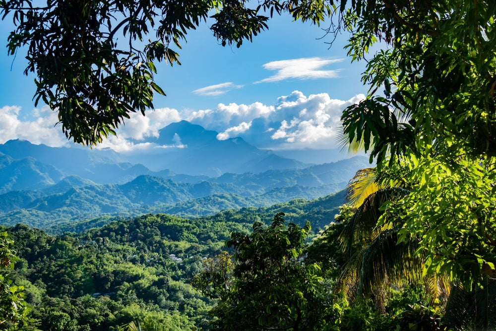 Jamaica Blue Mountain coffee farms from above.