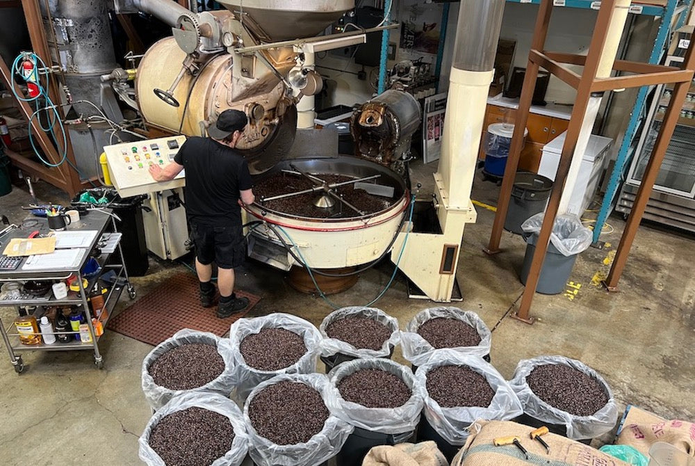 John Weaver Master Coffee Roaster leans over 45 kilo Probat Coffee roaster with fifty gallon buckets filled with roasted coffee beans in the foreground.