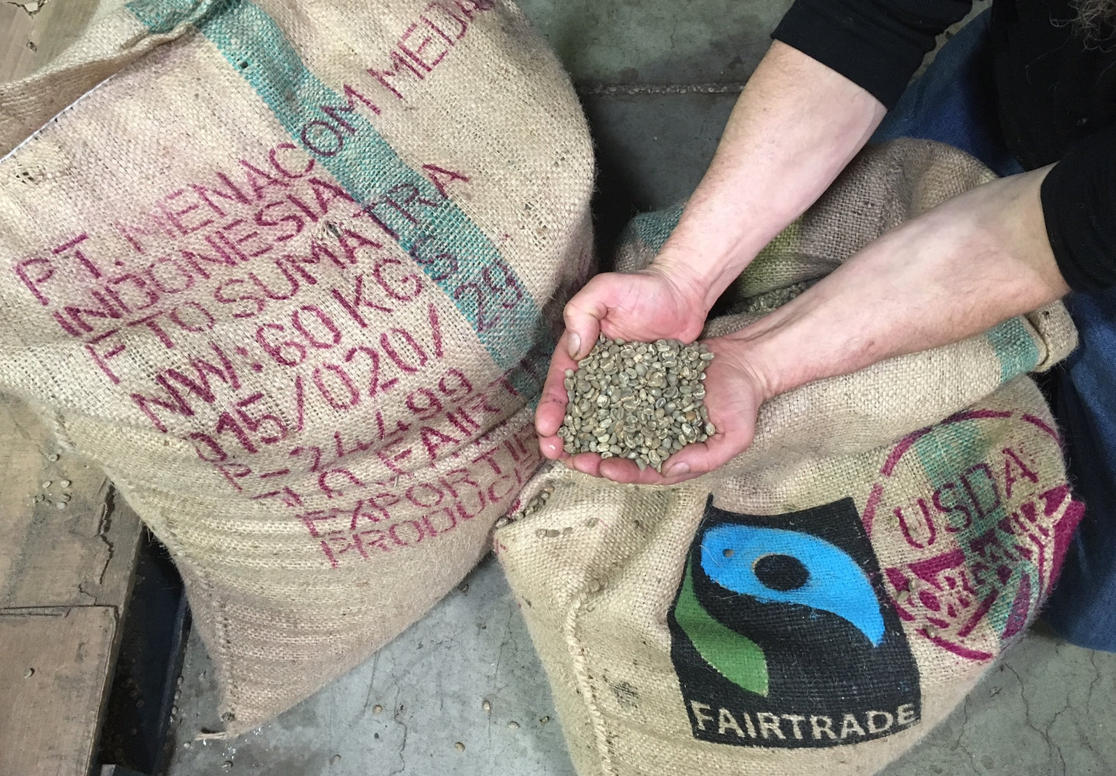 Man kneels before sack of Sumatran Green Coffee and holds green coffee beans in his two hands.