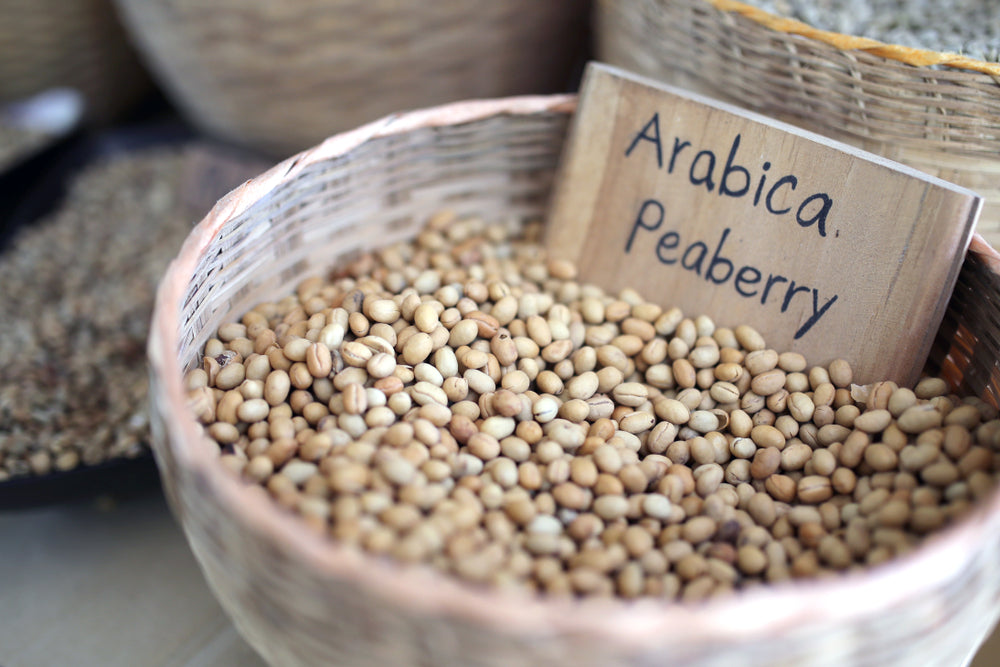 Peaberry Arabica Coffee Bean Drying in the sun, fresh coffee grains before roasted.