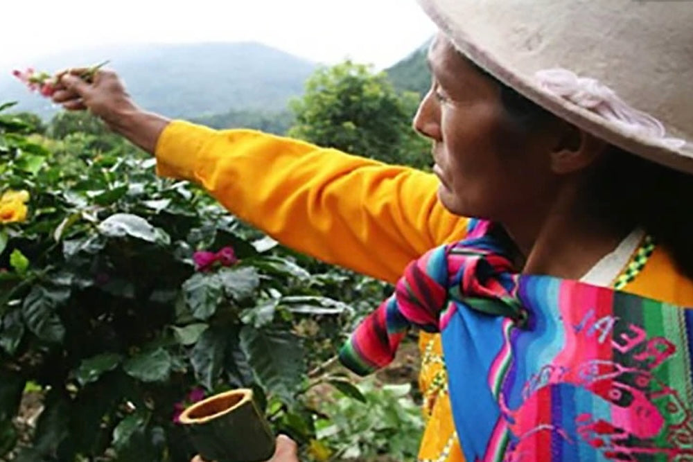 Peruvian Woman Coffee Farmer picks coffee cherries in bright colored shirt and scarf.