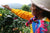 Peruvian Woman Coffee Farmer picks coffee cherries in bright colored shirt and scarf.
