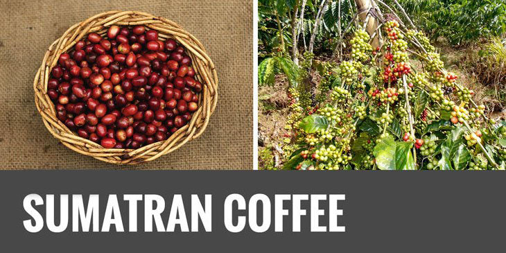 What is Sumatran Coffee?