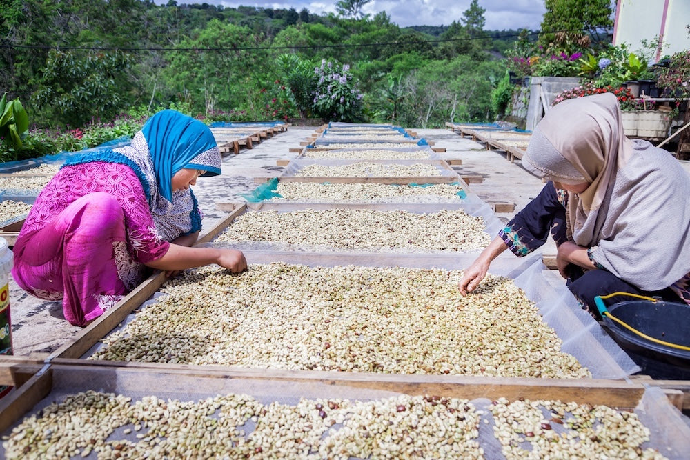Two Sumatran Coffee Woman Farmers sorting green coffee beans in traditional dress.