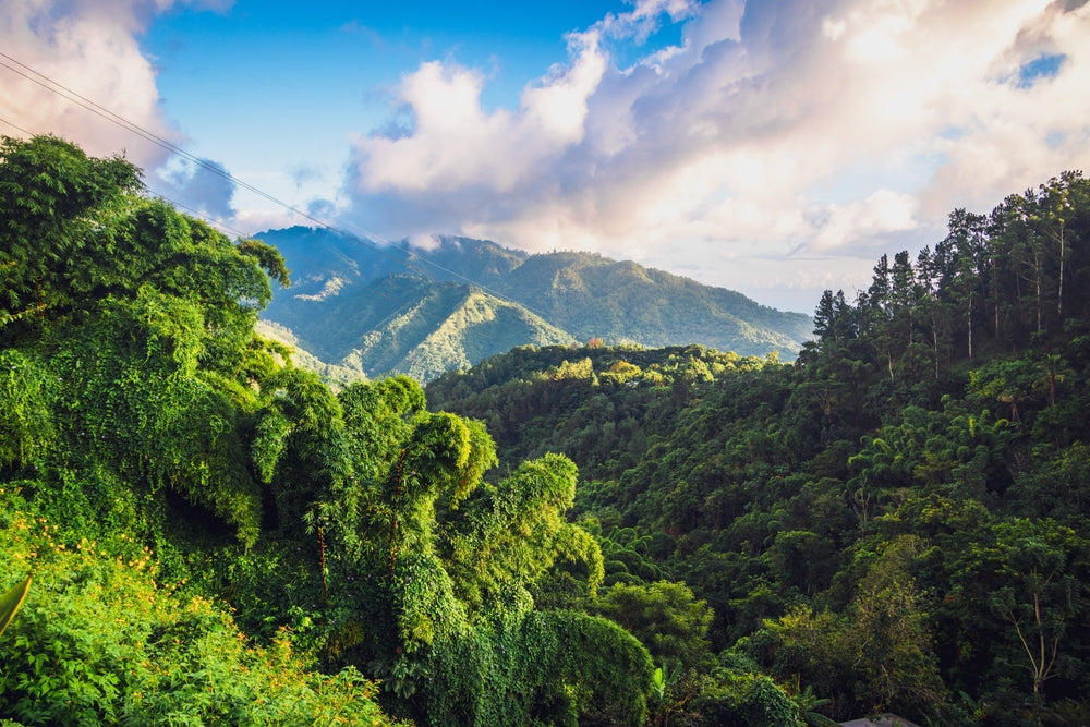 The Blue Mountains in Jamaica.