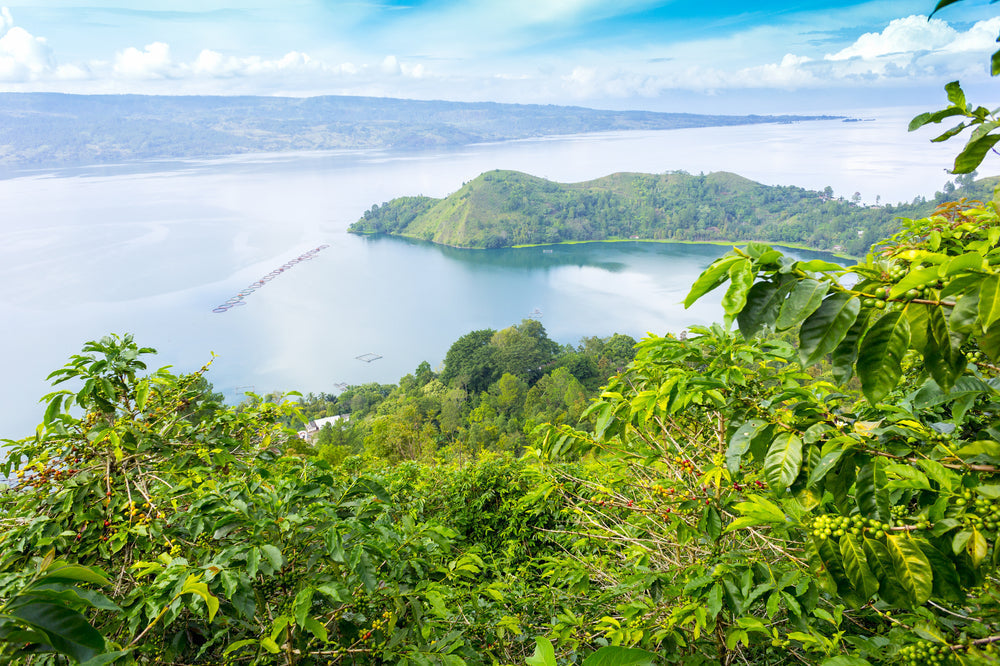 View of Lake Toba in Sumatra, Indonesia from coffee farm.