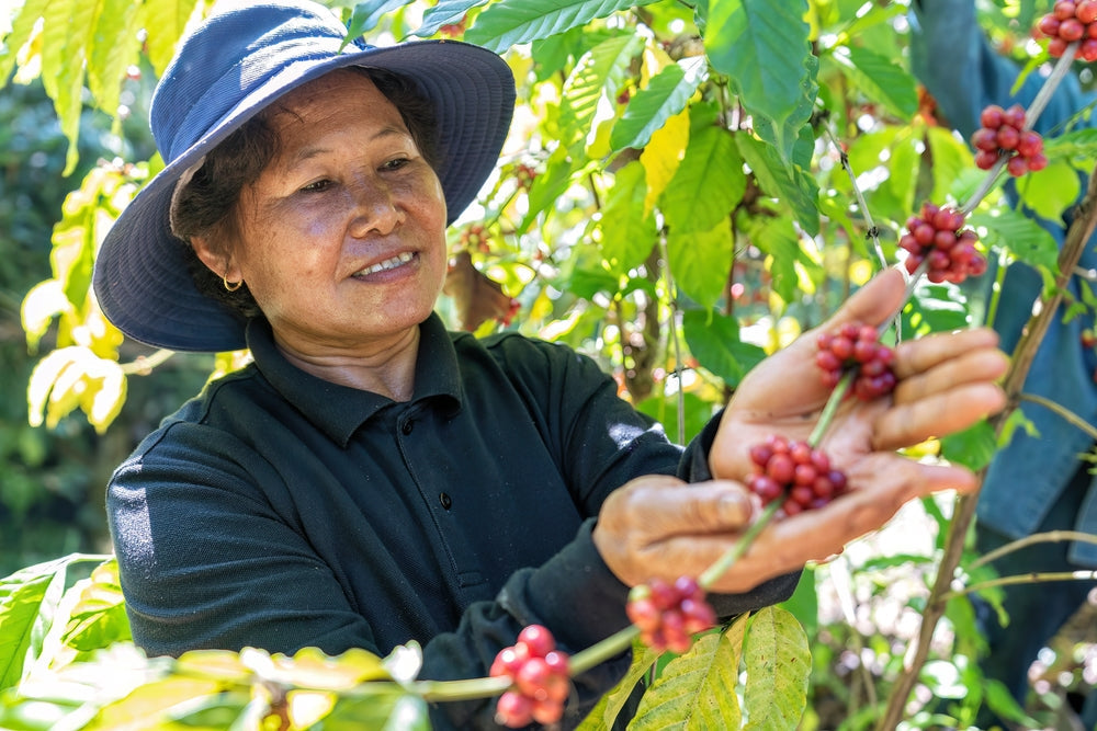 Woman Coffee farmer picking arabica coffee cherries.
