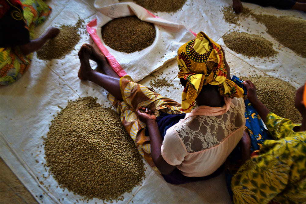 Women picking coffee beans in Rwanda.