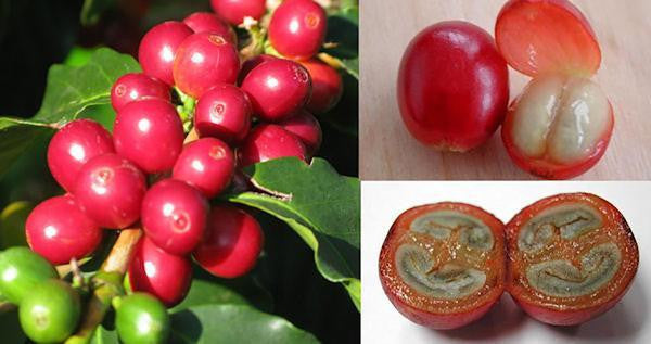 Photo of Peaberry Reserve Coffee