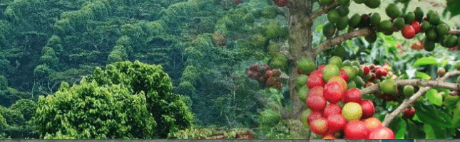 weaverscoffee.com El Salvador Coffee