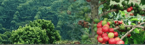 El Salvador Coffee