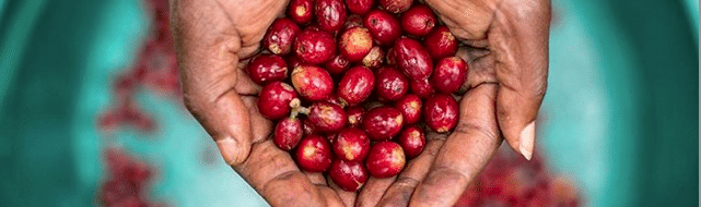 weaverscoffee.com Rwanda Coffee