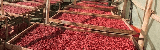 weaverscoffee.com Uganda Coffee