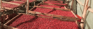 Uganda Coffee