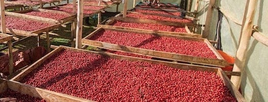 weaverscoffee.com Uganda Coffee