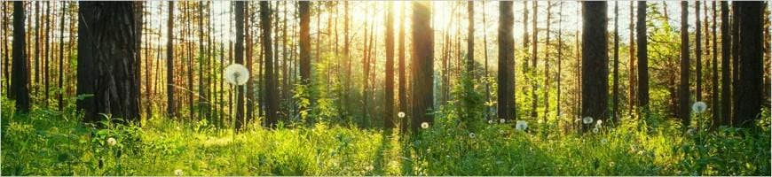 weaverscoffee.com Breakfast Blend Tea