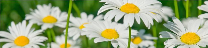 weaverscoffee.com Chamomile Herbal Tea