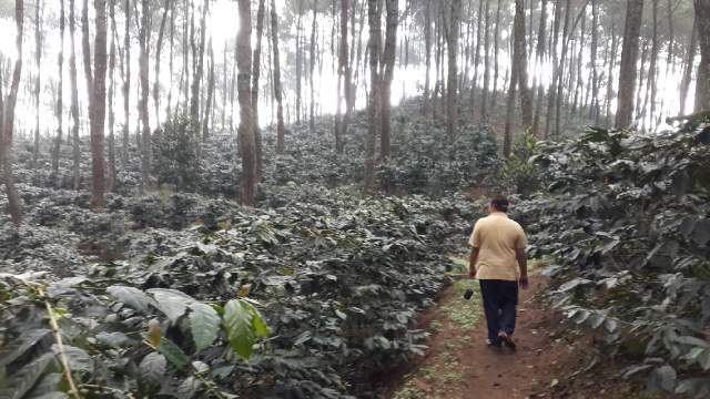 weaverscoffee.com Java Coffee Batavia