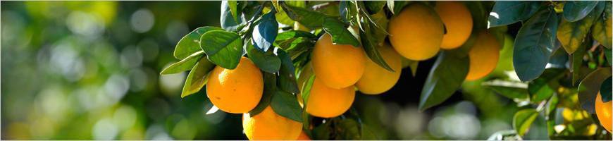 weaverscoffee.com Rooibus Herbal Tea