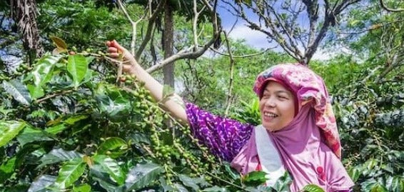 weaverscoffee.com Sumatra Coffee