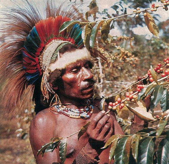 weaverscoffee.com Papua New Guinea Peaberry Coffee 